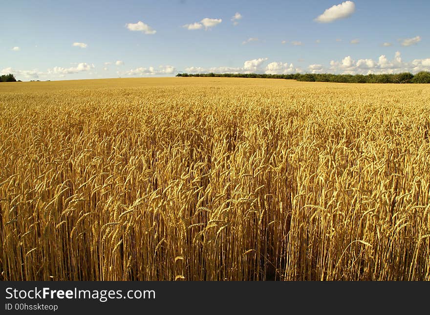 Golden wheat ready for harvest