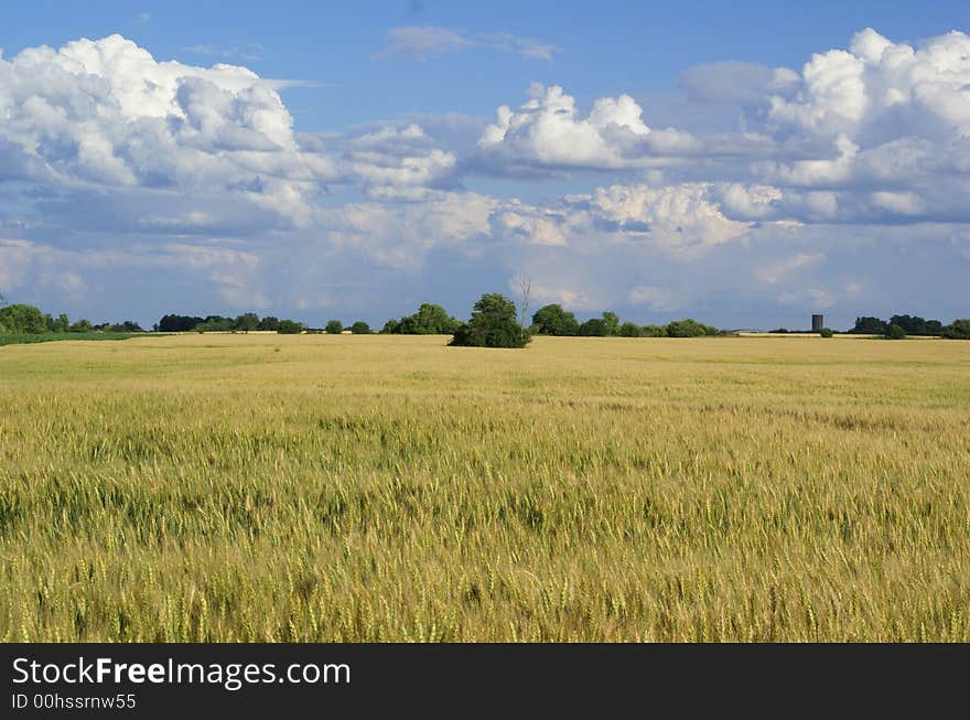 Golden wheat ready for harvest