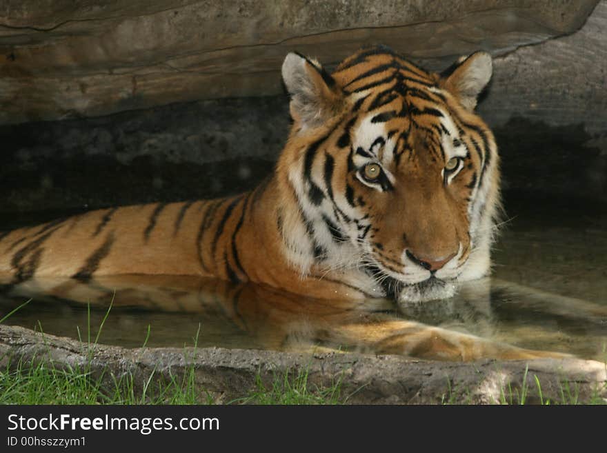 Tiger swimming in the pond at his zoo cage. Tiger swimming in the pond at his zoo cage