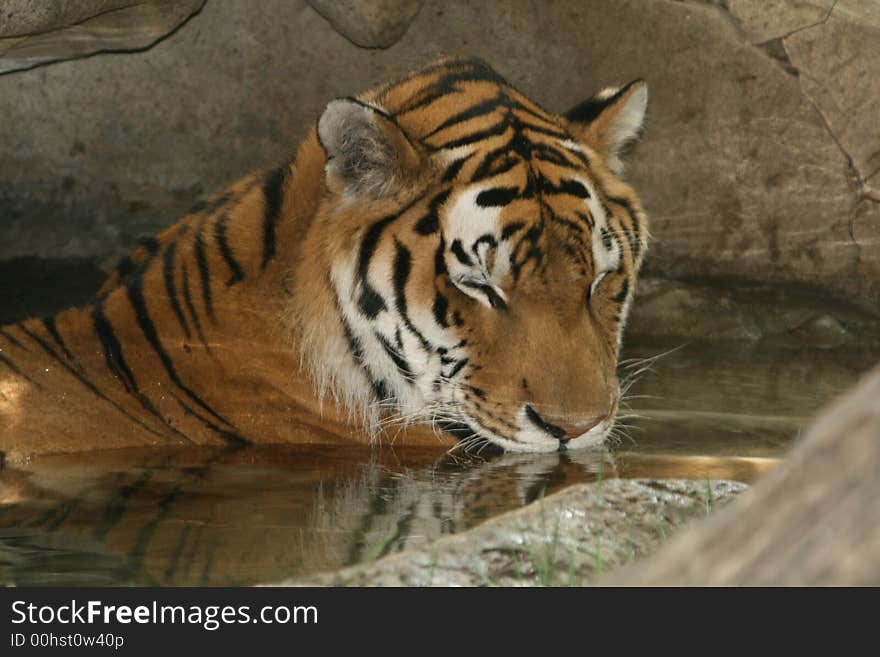 Tiger swimming in the pond at his zoo cage. Tiger swimming in the pond at his zoo cage