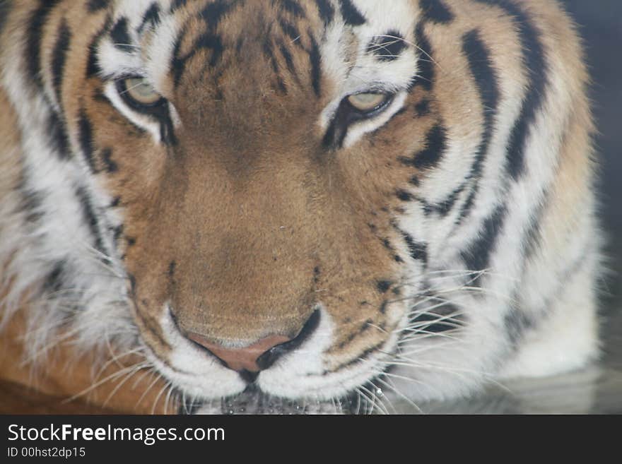 Tiger swimming in the pond at his zoo cage. Tiger swimming in the pond at his zoo cage