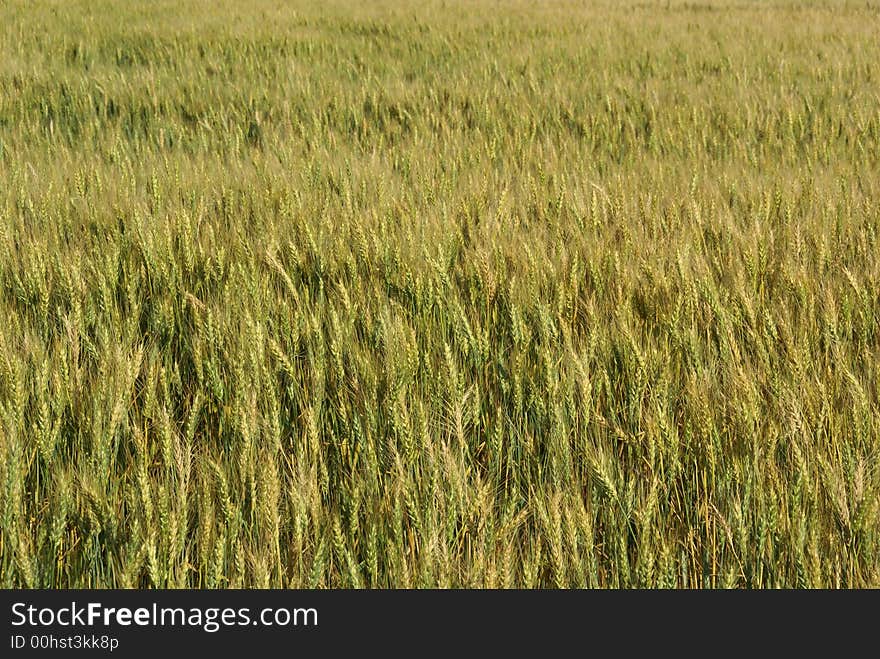 Green wheat in a farm land