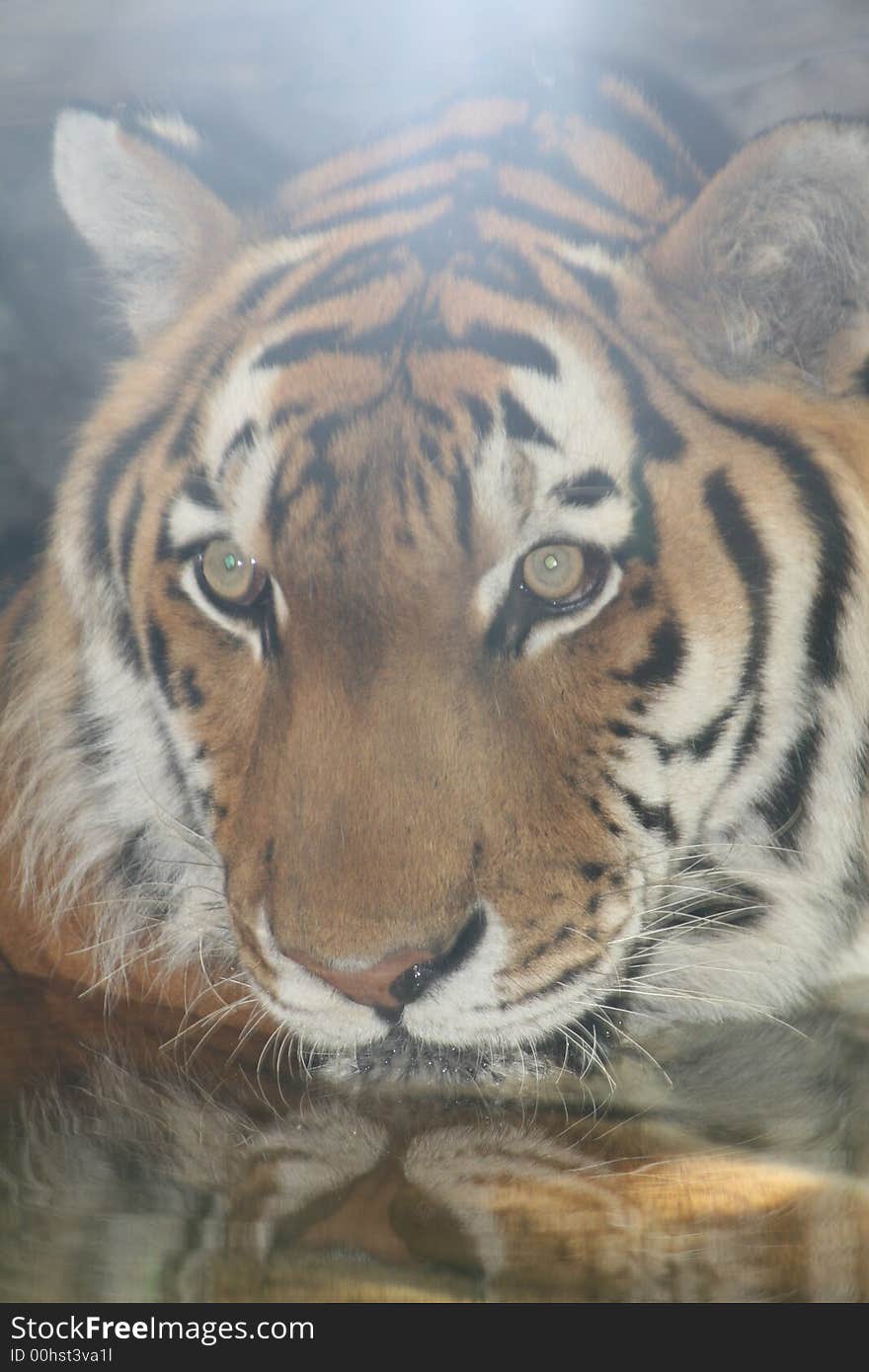 Tiger swimming in the pond at his zoo cage. Tiger swimming in the pond at his zoo cage