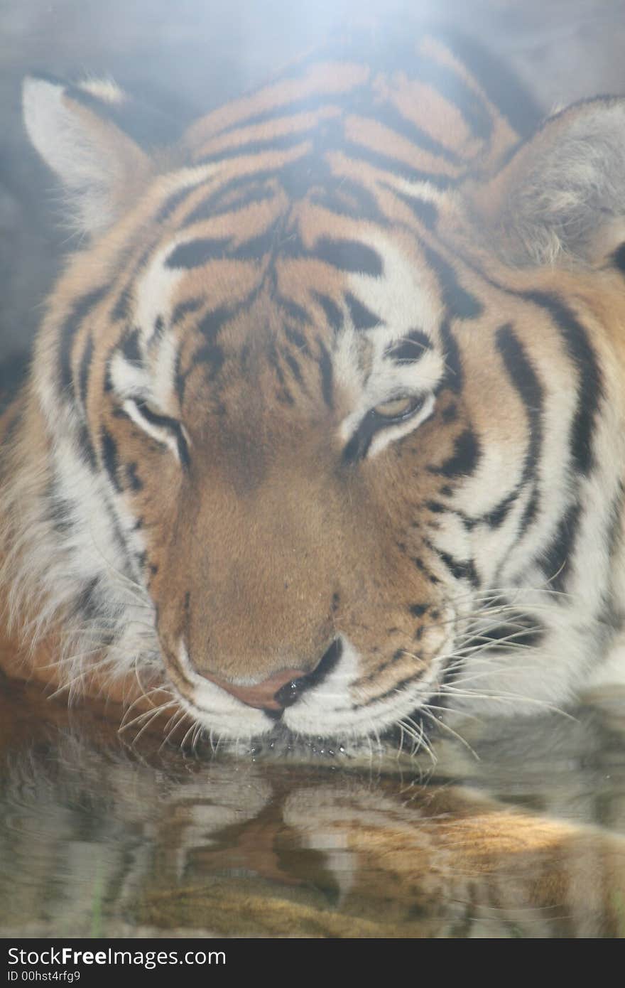 Tiger swimming in the pond at his zoo cage. Tiger swimming in the pond at his zoo cage