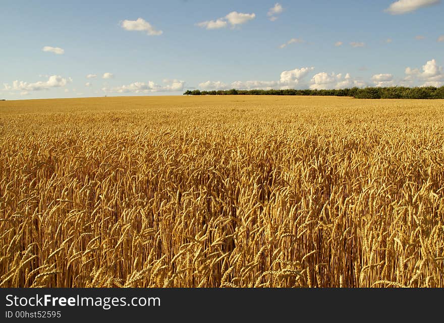 Wheat on blue sky