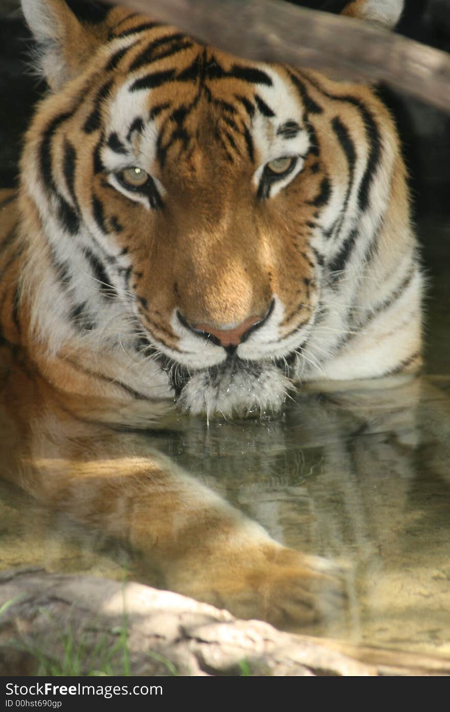 Tiger swimming in the pond at his zoo cage. Tiger swimming in the pond at his zoo cage