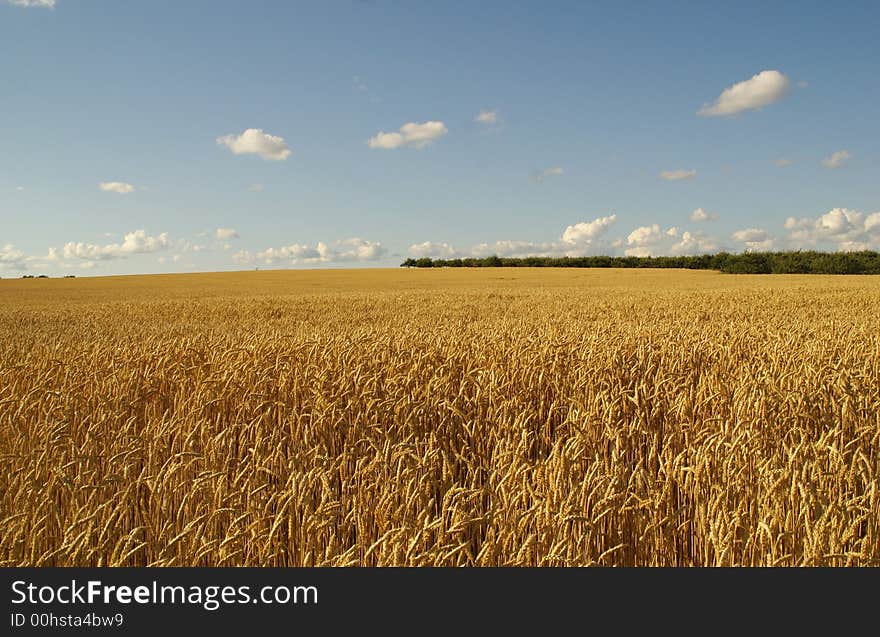 Gold color  wheat in a farm land. Gold color  wheat in a farm land