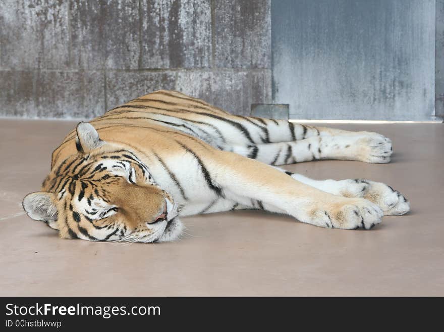 Tiger sleeping at his zoo cage. Tiger sleeping at his zoo cage