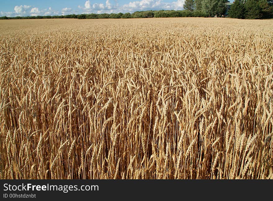 Gold color  wheat in a farm land. Gold color  wheat in a farm land
