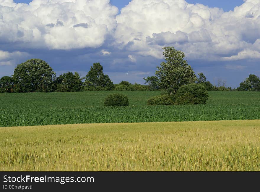 Gold color wheat in a farm land. Gold color wheat in a farm land