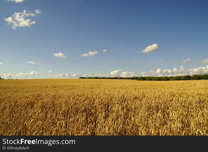 Gold color wheat in a farm land. Gold color wheat in a farm land