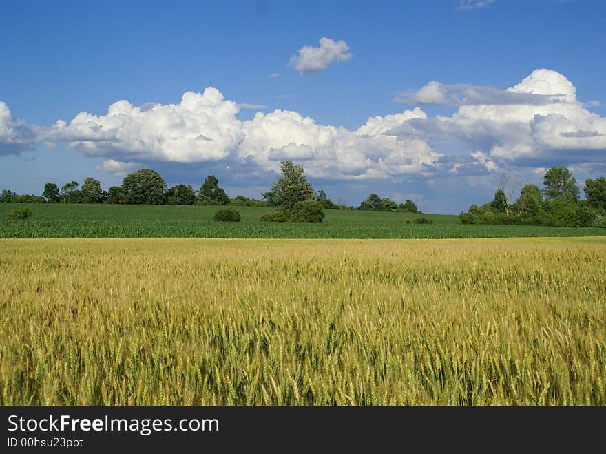 Gold color wheat in a farm land. Gold color wheat in a farm land