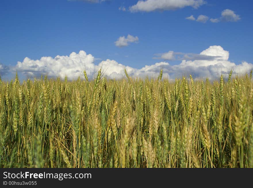 Gold color  wheat in a farm land. Gold color  wheat in a farm land