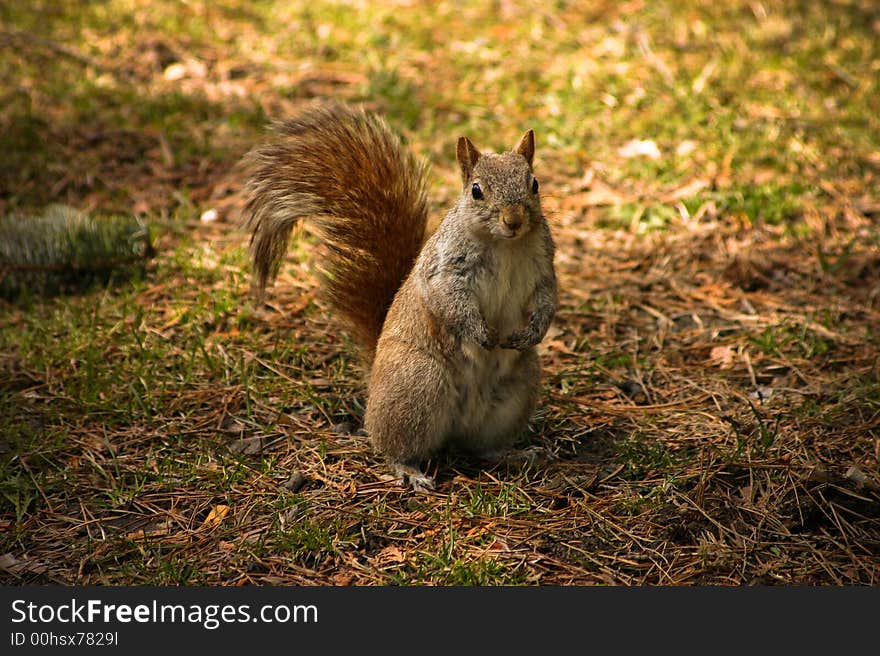 Photo of a cute squirrel taken at a park near my house. Photo of a cute squirrel taken at a park near my house.