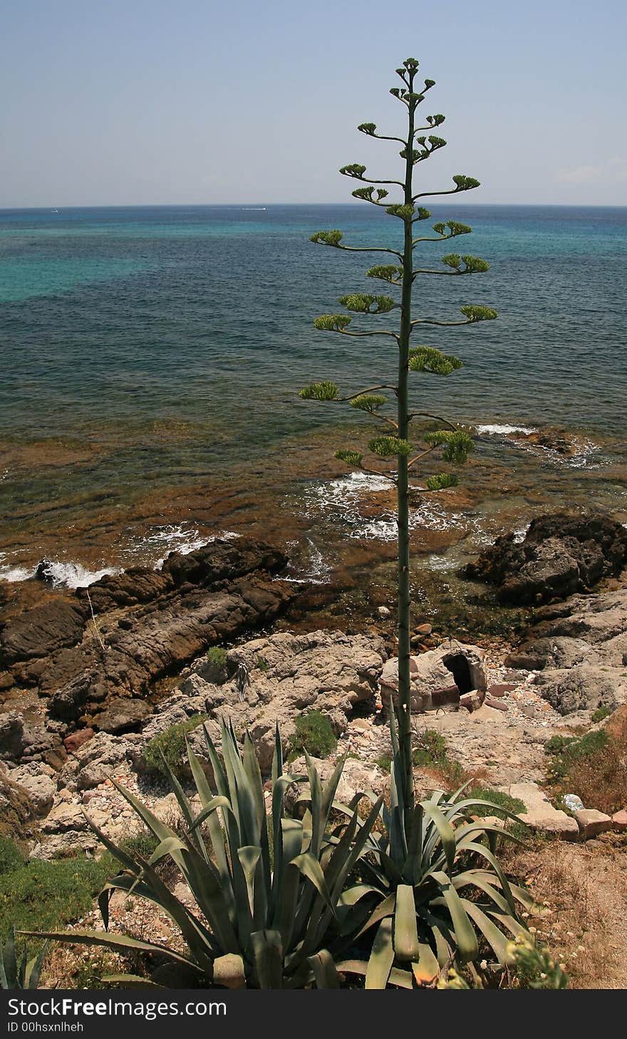 High cactus along the sea. High cactus along the sea