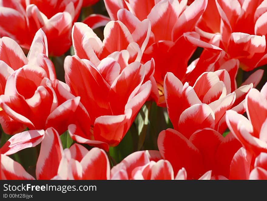 Red and White Tulips used as Background. Red and White Tulips used as Background.