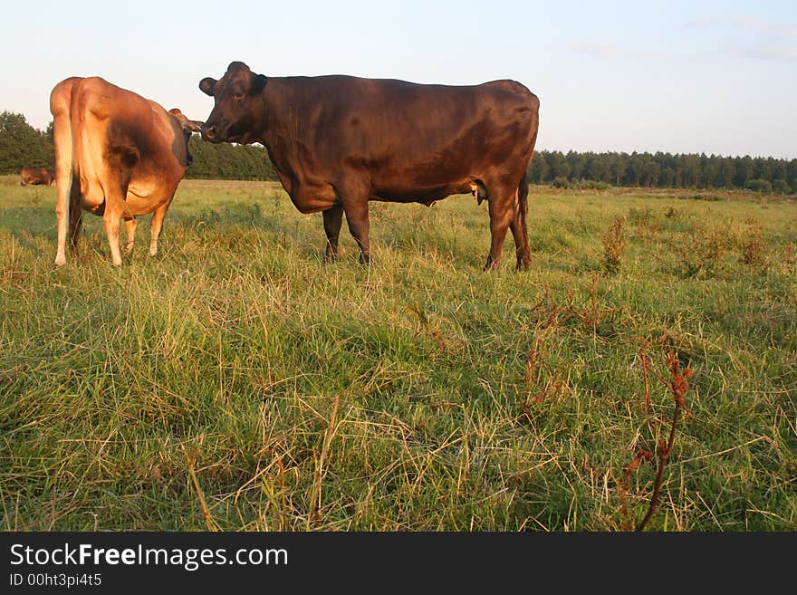 Jersey and Brown Swiss stand around in meadow. Jersey and Brown Swiss stand around in meadow