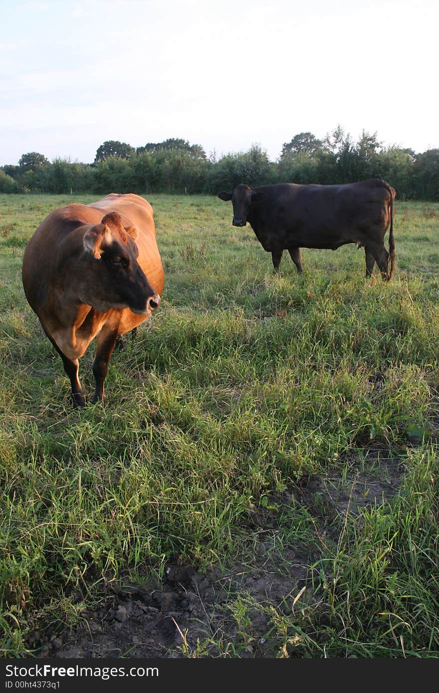 Jersey cow and brown swiss on field. Jersey cow and brown swiss on field