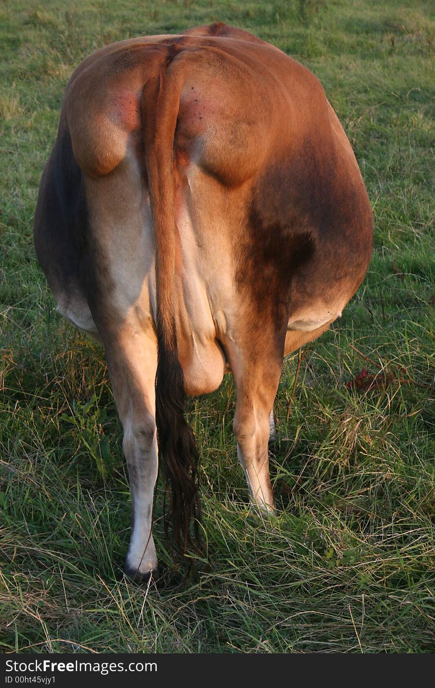 Fat jersey cow saunters away. Fat jersey cow saunters away