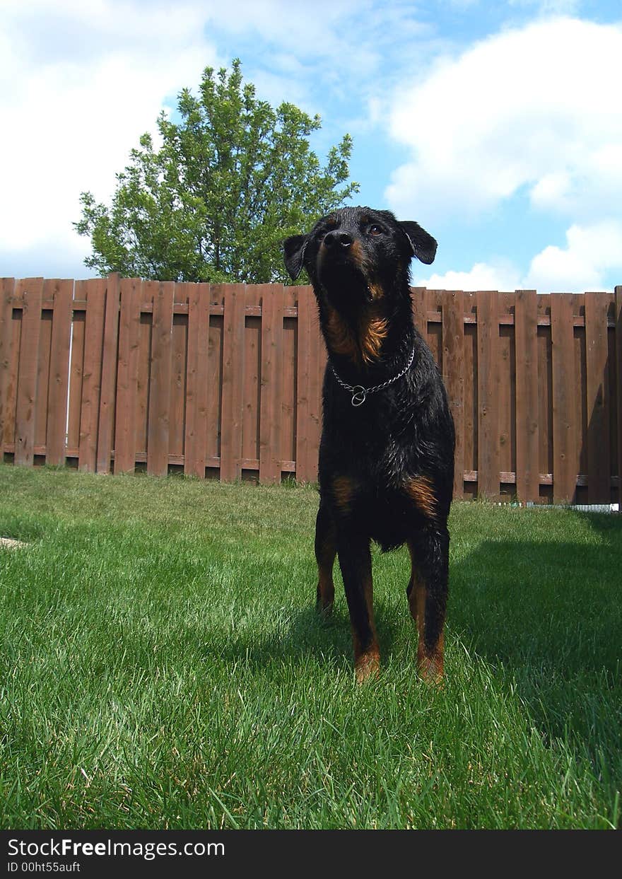 Rottweiler ready for action with the water hose. Rottweiler ready for action with the water hose.