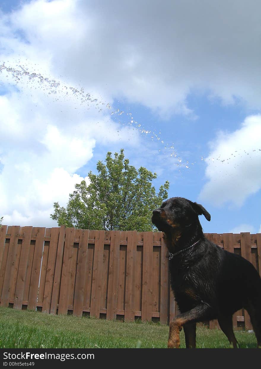 Rottweiler ready for the water hose. Rottweiler ready for the water hose.