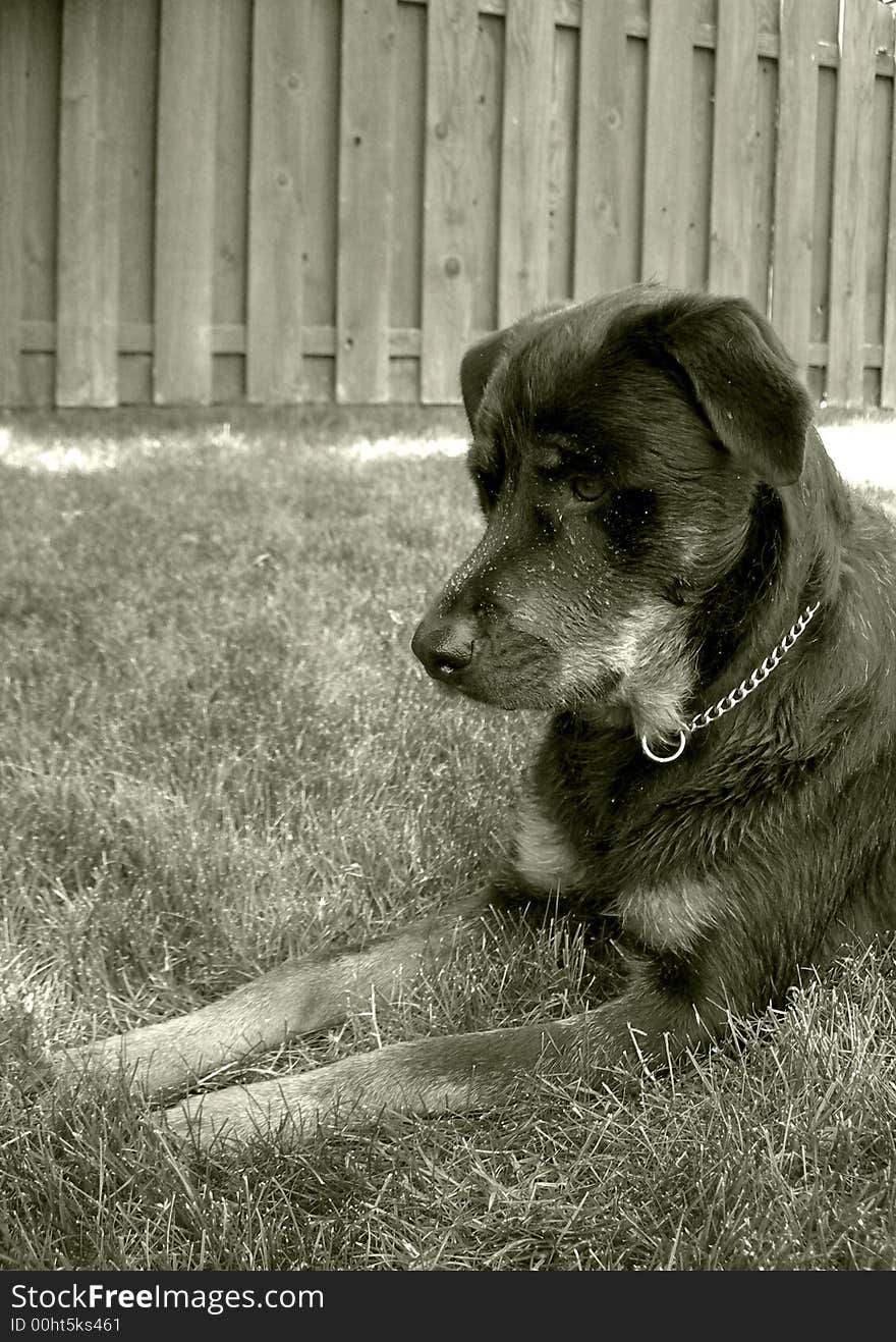 Rottweiler ready for the water hose. Rottweiler ready for the water hose.