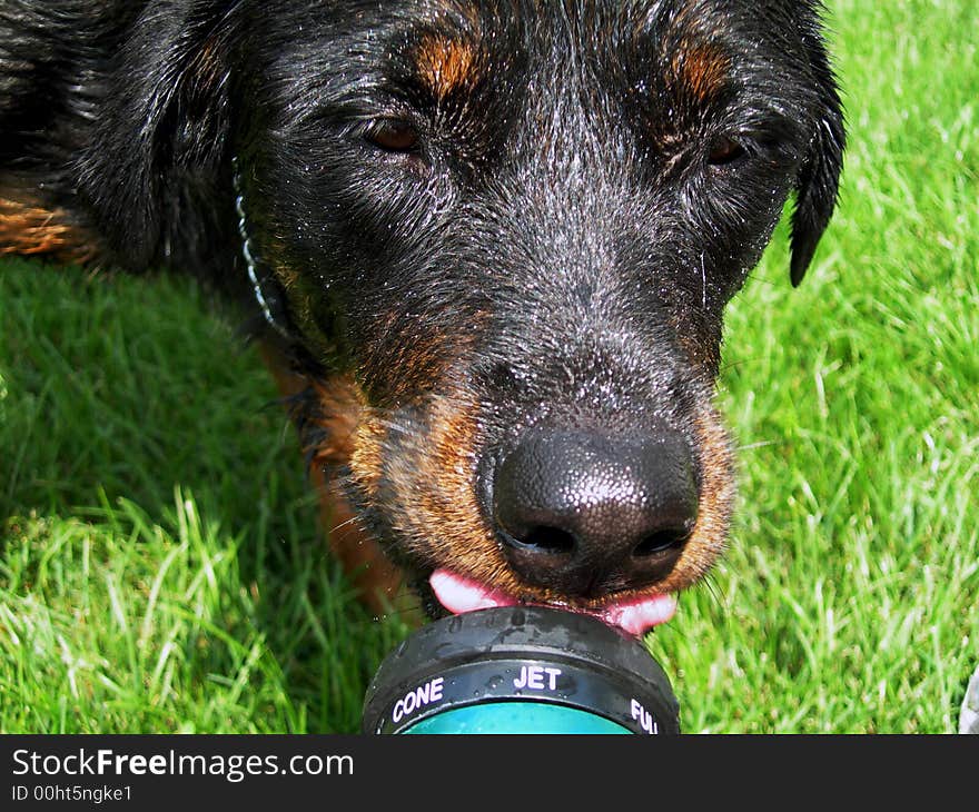 Rottweiler dog drinking from the water hose. Rottweiler dog drinking from the water hose.