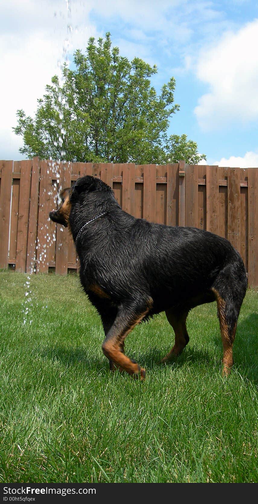 Water Playing Rottweiler