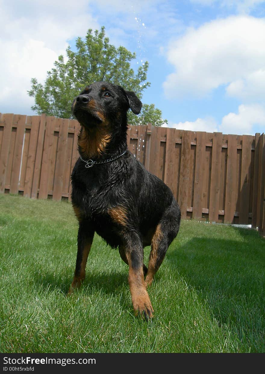 Rottweiler ready for the water hose. Rottweiler ready for the water hose.