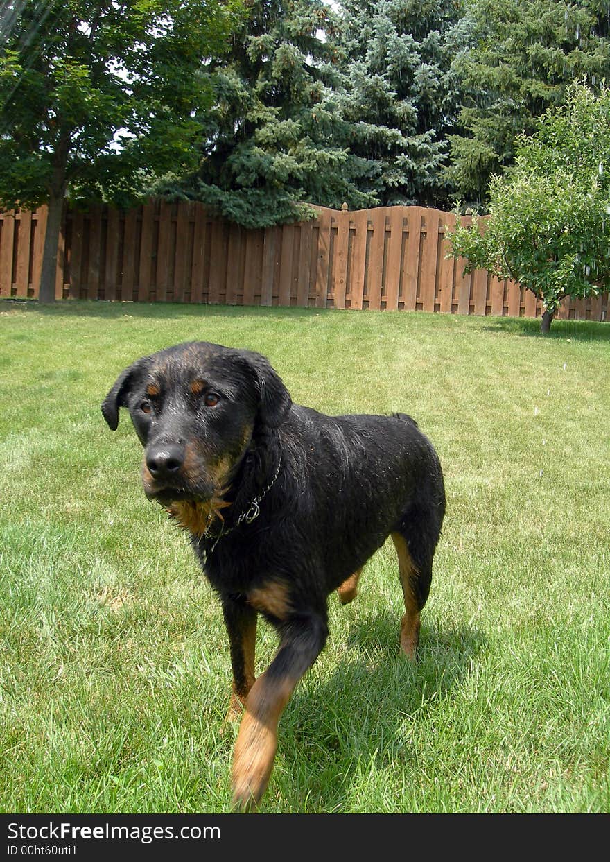 Rottweiler stalking the water hose. Rottweiler stalking the water hose.