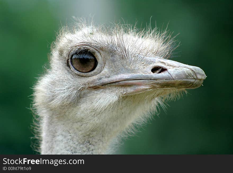 Face of an ostrich on green background