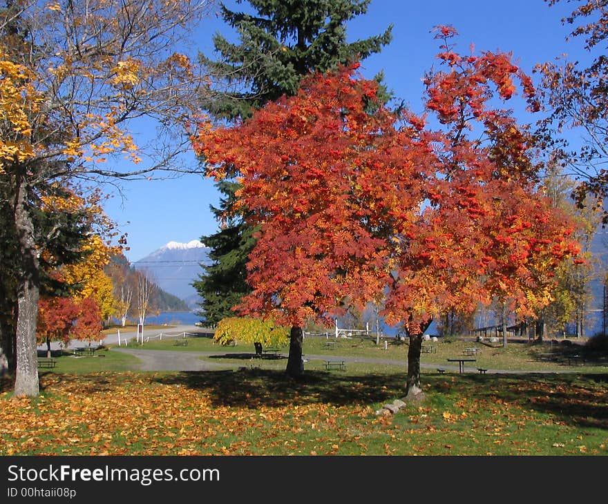 Trees in Colour in a Park in Kaslo BC Canada. Trees in Colour in a Park in Kaslo BC Canada