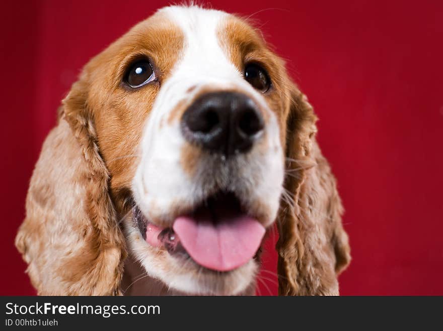 Cheerful Cocker Spaniel.