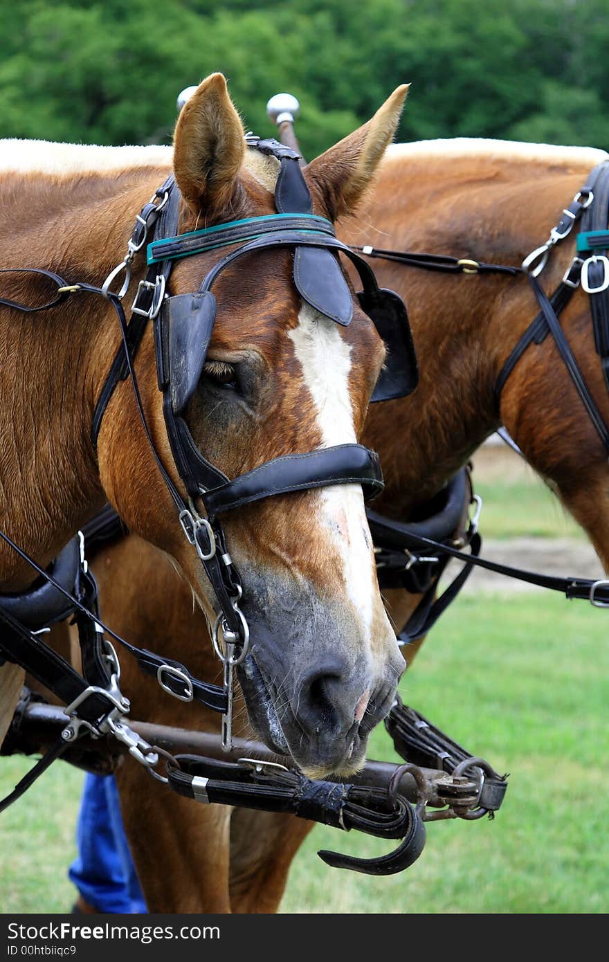 A Belgian draft Horse at a stable in Acadia National Park