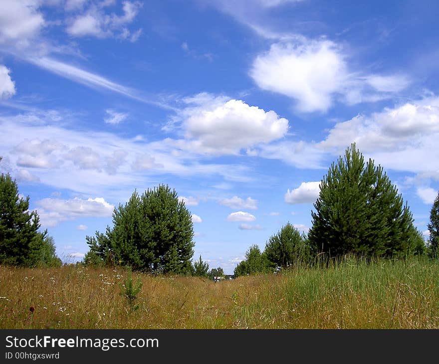 Trees grass over blue sky summer