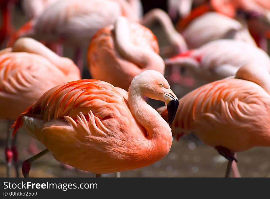 Colorfull Chilean Flamingos