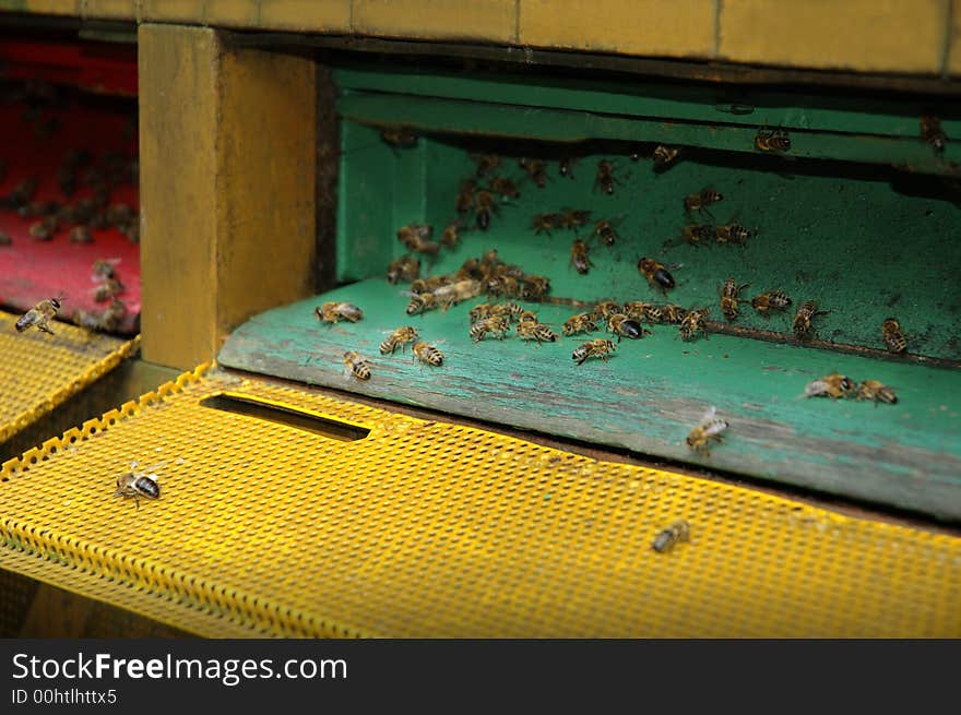 Beehive in the forest