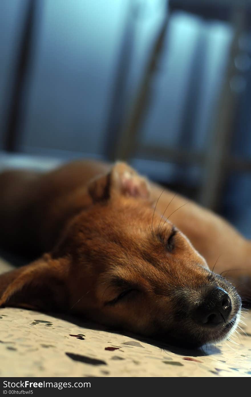 Brown Puppy Sleeping