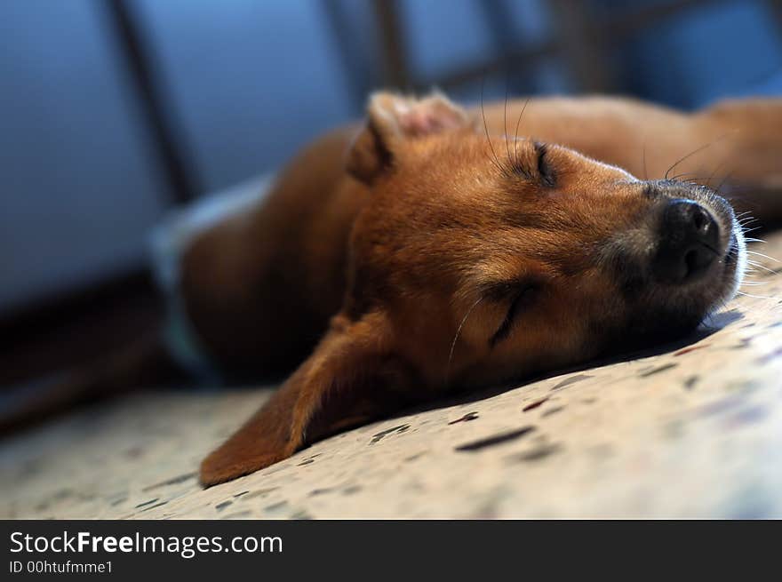 Brown Puppy Sleeping