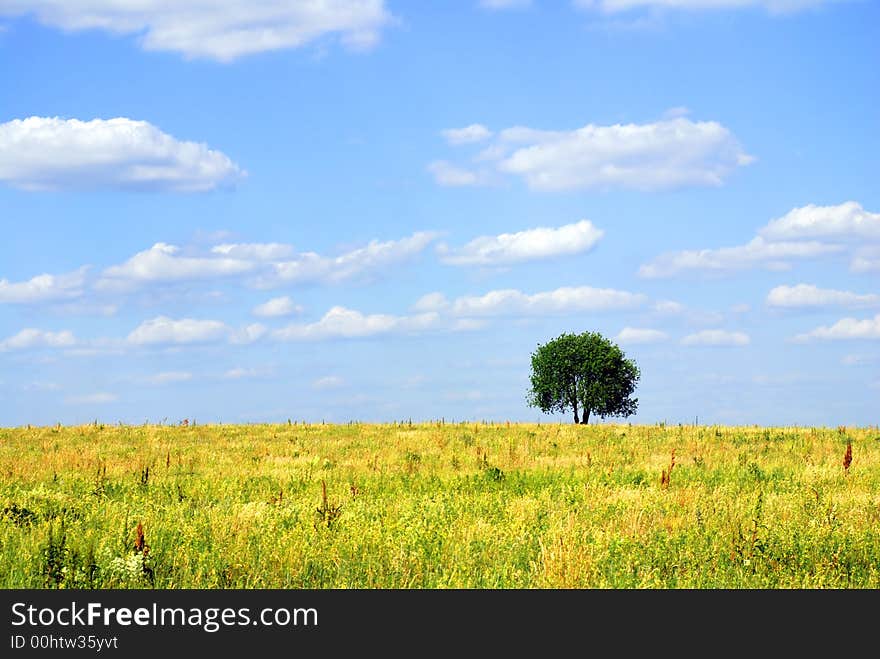 Solitary tree in the meadow