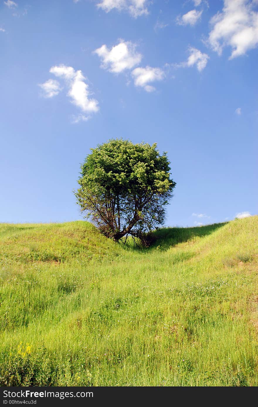 Solitary Tree