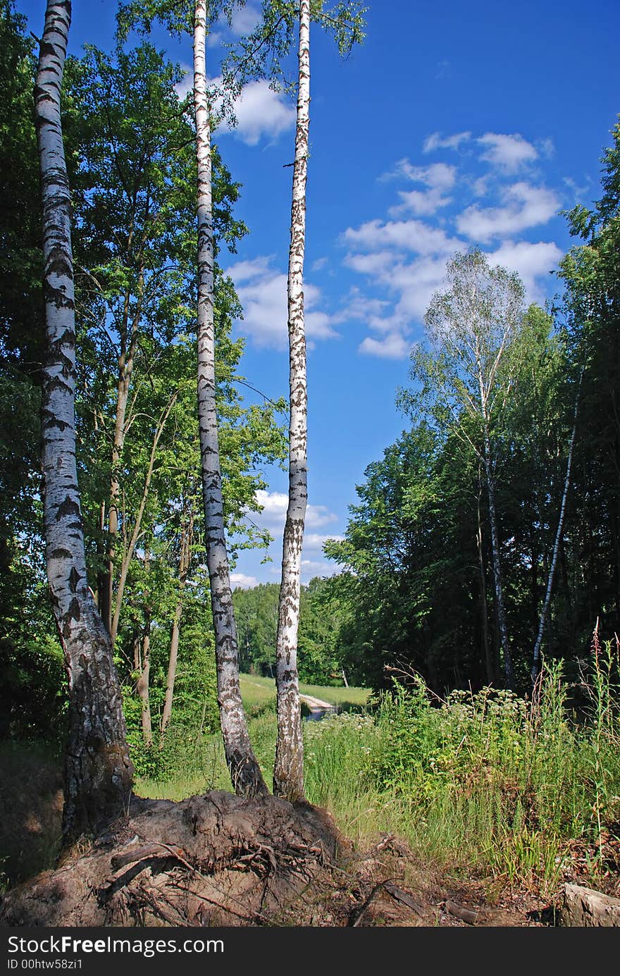 Birches and other trees in the forest. Birches and other trees in the forest