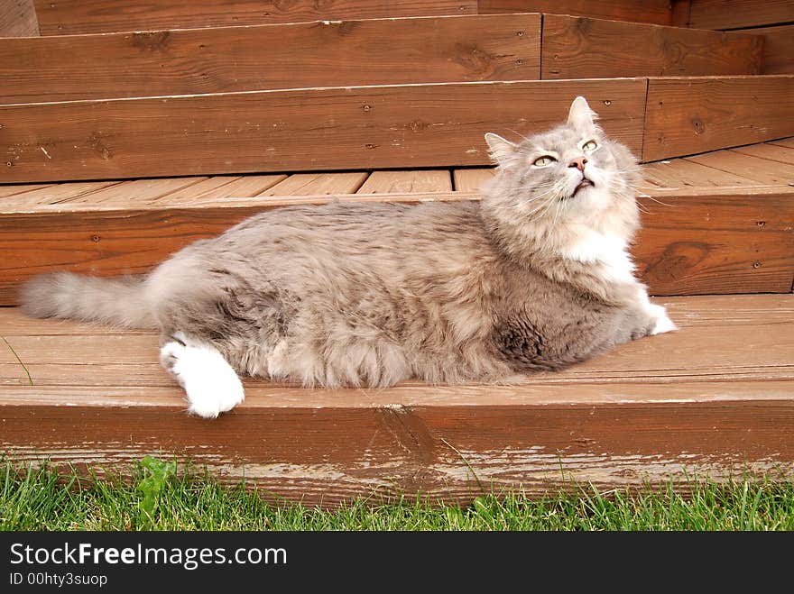 A fluffy kitty relaxing on porch steps. A fluffy kitty relaxing on porch steps