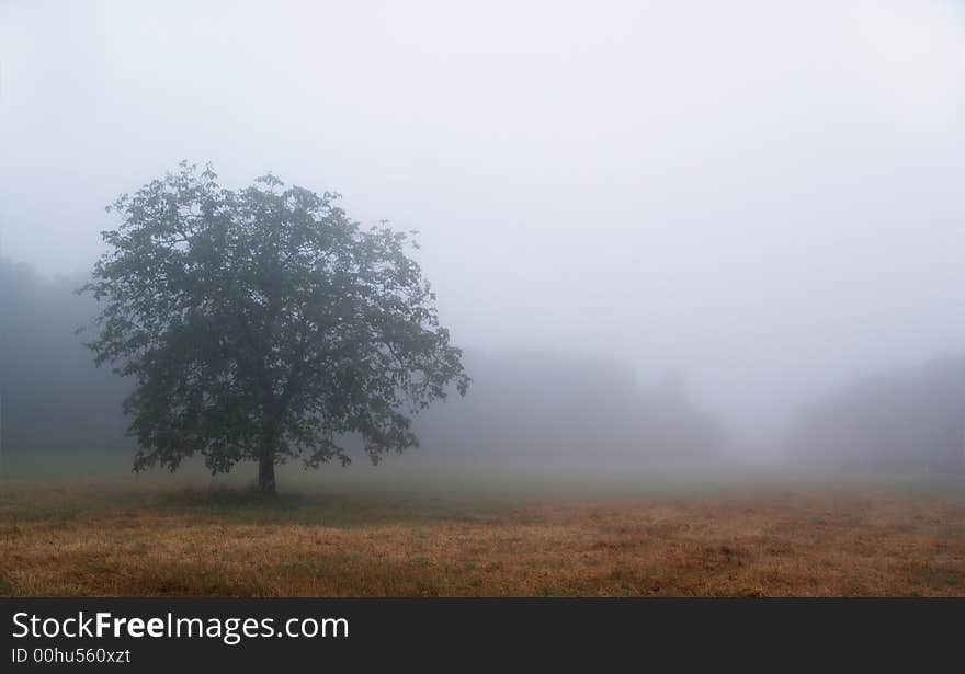 Tree isolated by the heavy fog early in the morning in Chianti. Cool tone image. Tree isolated by the heavy fog early in the morning in Chianti. Cool tone image.