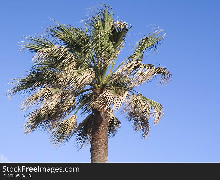 Palm tree over blue sky