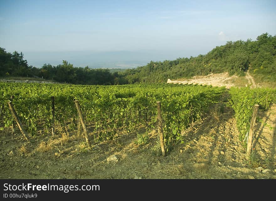 Fog wraps up some vineyards in chianti, Tuscany. Fog wraps up some vineyards in chianti, Tuscany