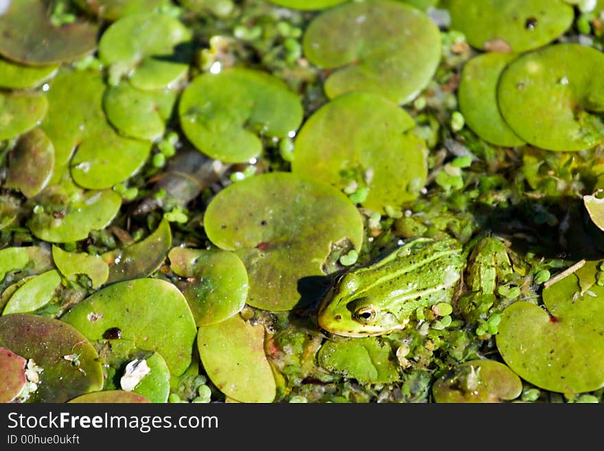 Frog at water