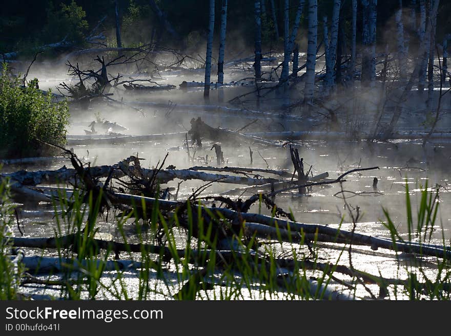 Bog with plants, fallen birch trees and  fog over it at sunrise. Bog with plants, fallen birch trees and  fog over it at sunrise