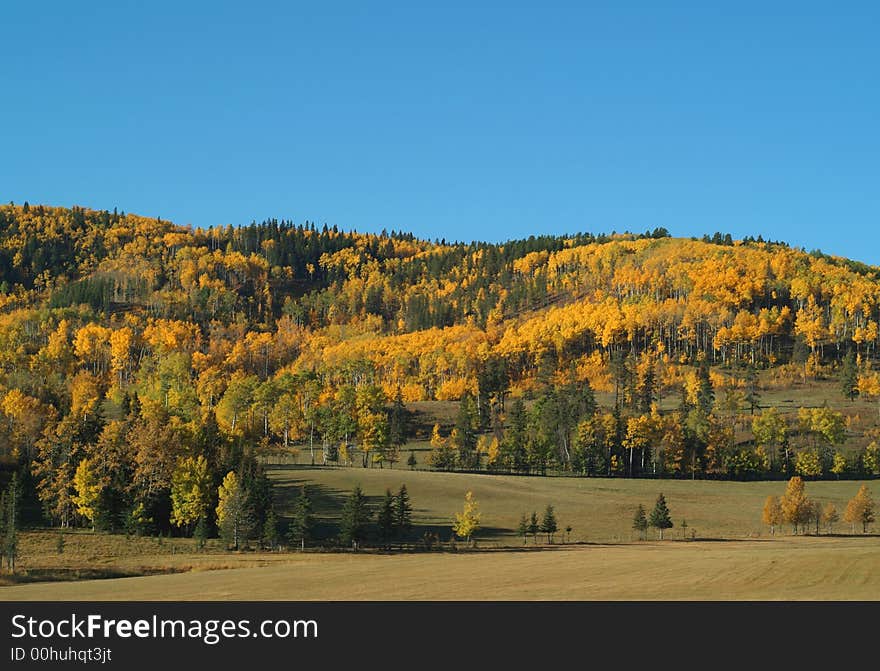 Foothills alive with fall colours above fields near Pridis Alberta in the foothills. Foothills alive with fall colours above fields near Pridis Alberta in the foothills.