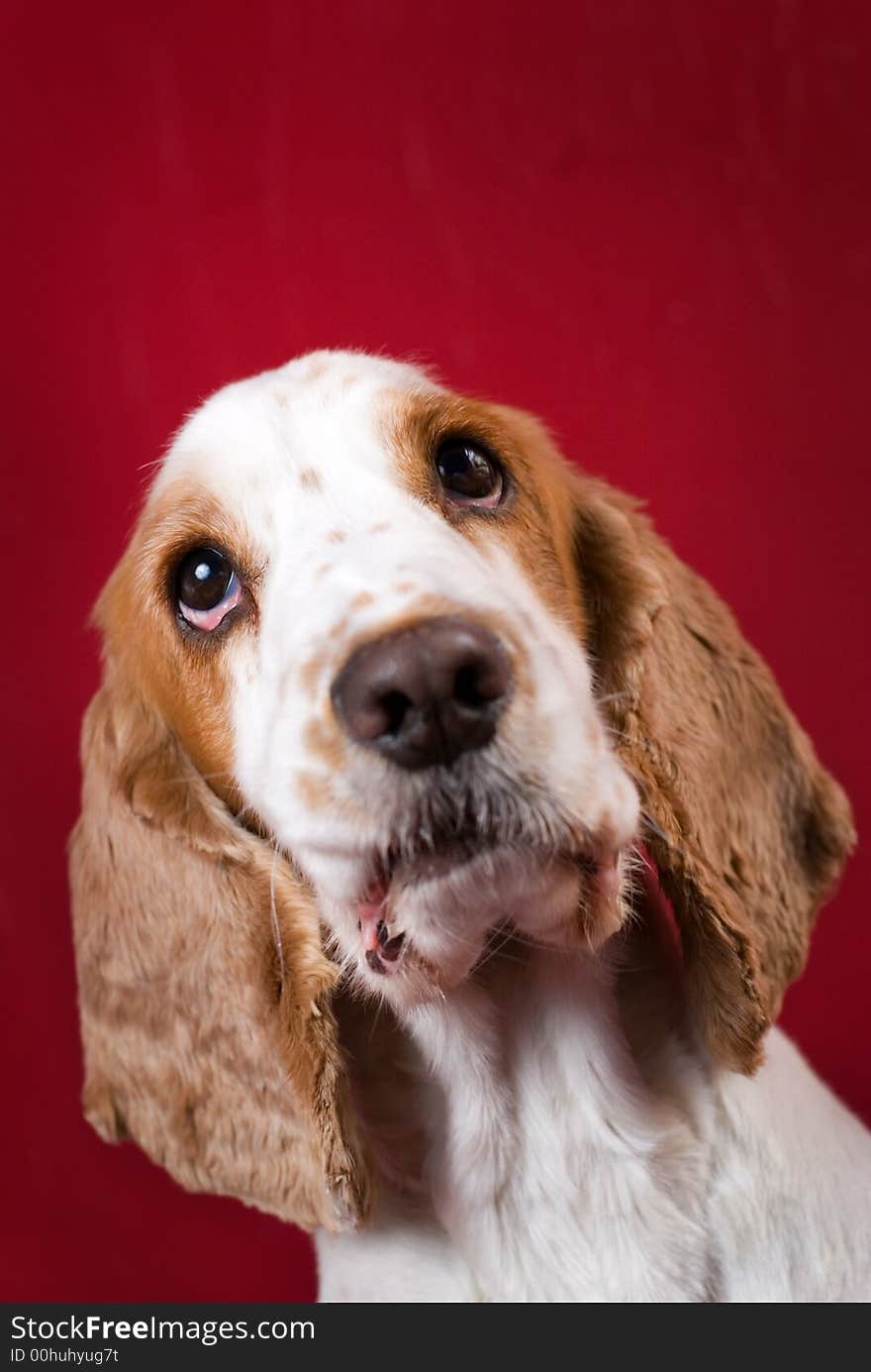 Purebred Cocker Spaniel looking up. Red copy space over head, intentional slight vignetting, selective focus only on the eyes. Purebred Cocker Spaniel looking up. Red copy space over head, intentional slight vignetting, selective focus only on the eyes.